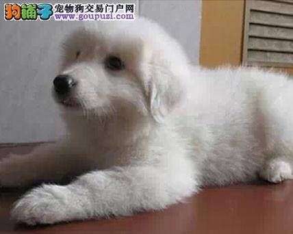 为什么大白熊犬进食的速度那么快