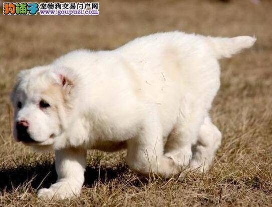 中亚牧羊犬的身体特征与挑选方法