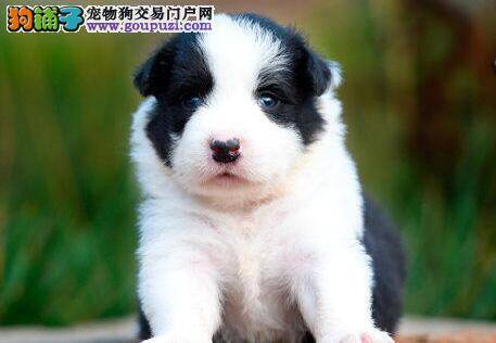 边境牧羊犬总拉肚子，脱水了怎么办