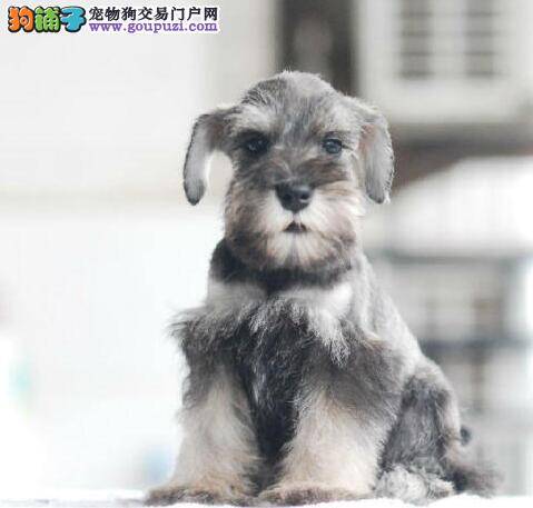 纯种雪纳瑞幼犬具备的典型特征