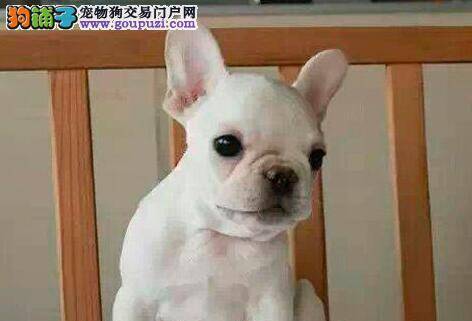 斗牛犬的购买有哪些最基本的原则需要掌握