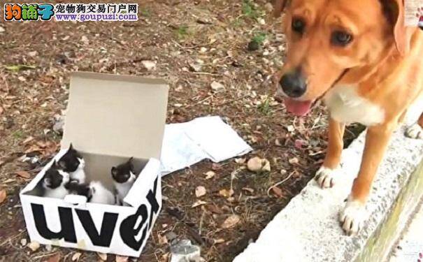 家犬遛弯时发现一盒小猫 变身最称职养父