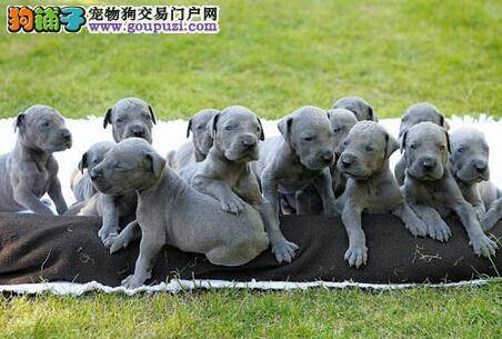 成长不艰辛 新生大丹犬的饲养步骤与原则