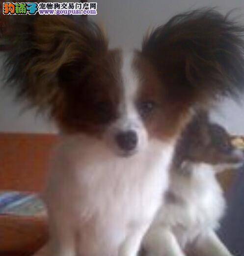 狗狗美容小窍门 详细了解蝴蝶犬美容的三个窍门