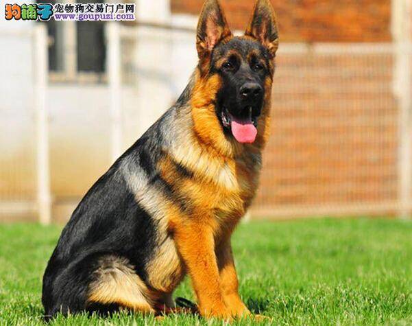 真相大揭秘之德国牧羊犬为什么喜欢撕咬东西