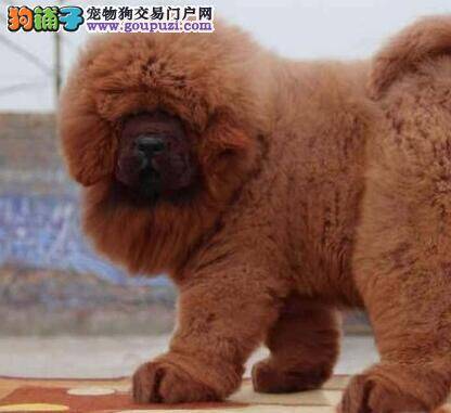 购买藏獒时第一时间要做的准备工作