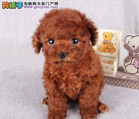 贵宾犬的大便有点血是什么问题