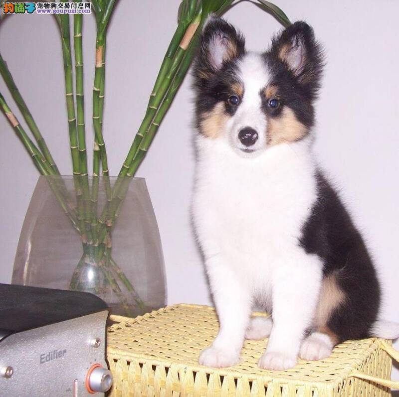 喜乐蒂犬吃自己的便便是缺少什么营养