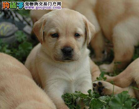 人用洗发水危害大 给拉布拉多犬洗澡应小心