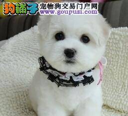 我家比熊犬打针后起个大包是怎么回事