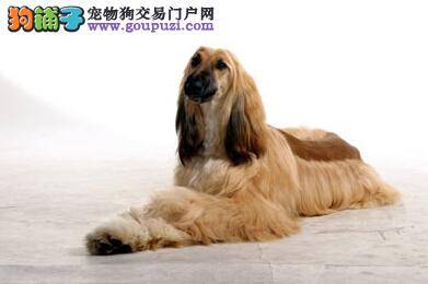 休息与睡眠 阿富汗猎犬的睡眠习惯与特点