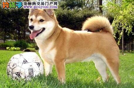 内因和外因 避免柴犬骨折的注意方法