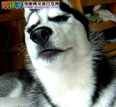 清新口腔保护牙齿健康 如何防治哈士奇的牙周炎疾病