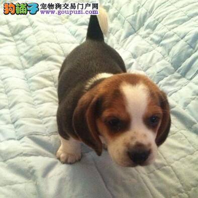 比格犬眼睛周围的毛发都掉光了是什么皮肤病