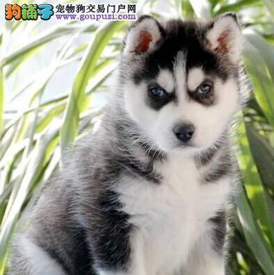 饮食好习惯 哈士奇出现挑食毛病怎么纠正