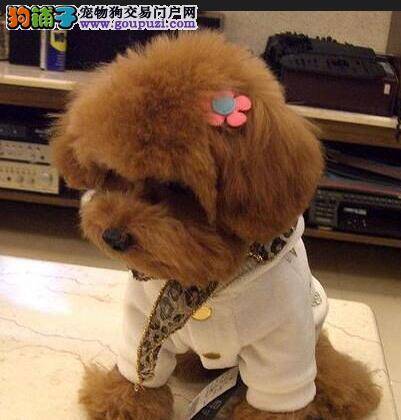 泰迪犬身上出现红点和疙瘩应怎样医治