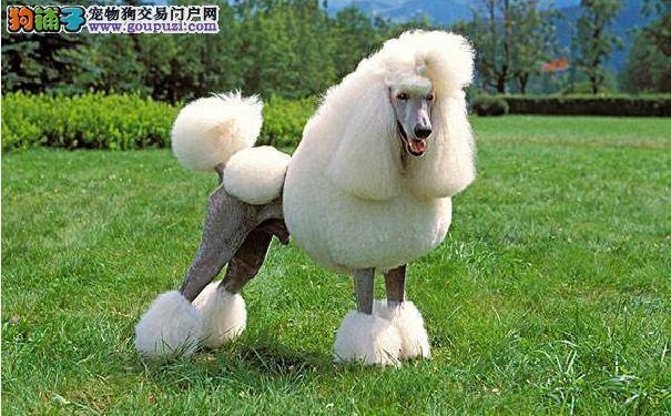 贵宾犬剃毛有什么坏处 五种情况谨慎给贵宾犬剃毛
