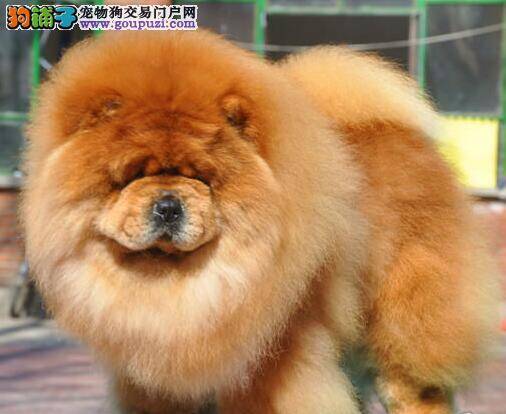 松狮犬细小康复后，不怎么吃饭如何是好