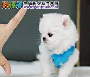 博美犬患上真菌皮肤病后，脱皮，皮屑多怎么办
