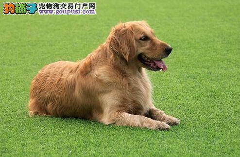 四季护理全书 查明金毛犬呕吐的原因及医治方法