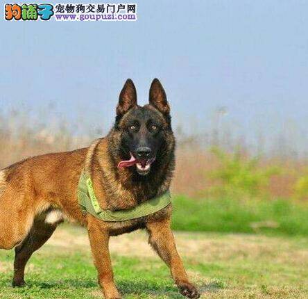 炎热夏日教你怎样给马犬解暑降温