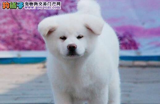 秋田犬最近总打喷嚏是为什么