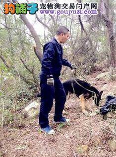 追踪犬出动 抓获海沧天湖城抢劫案三名罪犯