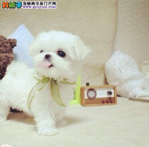 马尔济斯犬最近干呕总舔自己的毛发是怎么了