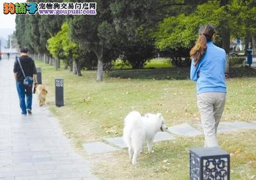 宜昌近期出台文明养犬新政策规范养犬管理