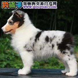 生活小贴士 怎么饲养好喜乐蒂犬