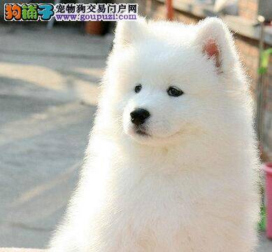 萨摩耶最近没精神是什么问题