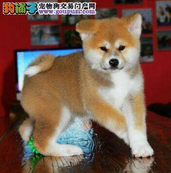 刚买来的秋田犬拉血不是细小是什么病