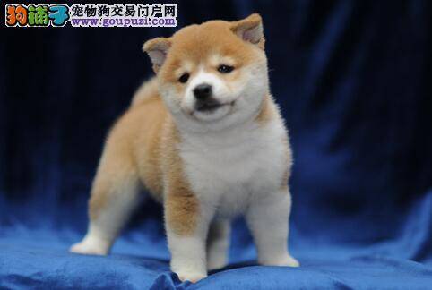 归纳影响秋田犬毛发生长的两个重要原因