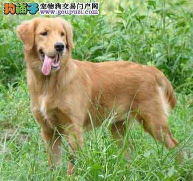 让主人们下定决定购买金毛犬的原因是什么