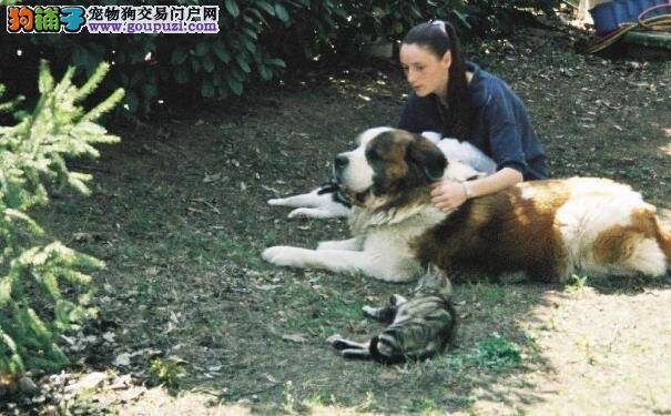 圣伯纳犬好养吗 圣伯纳德犬性格特点