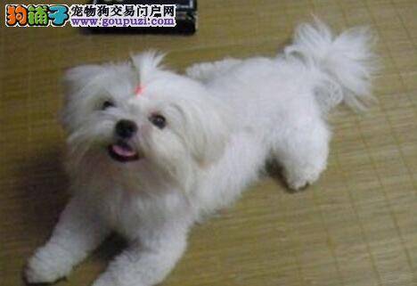 训练有技巧 如何让西施犬不对陌生人发出攻击