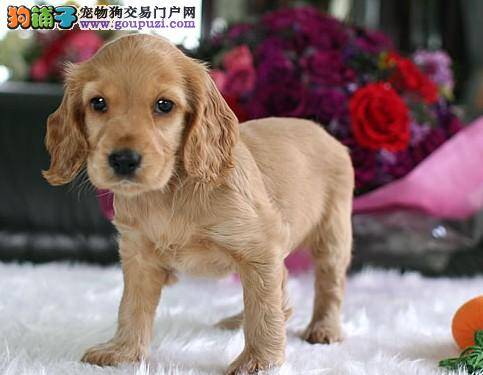 可卡犬最近总干呕，咳嗽是怎么回事
