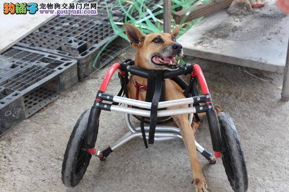 老病残犬享尊严，不超收狗是关键