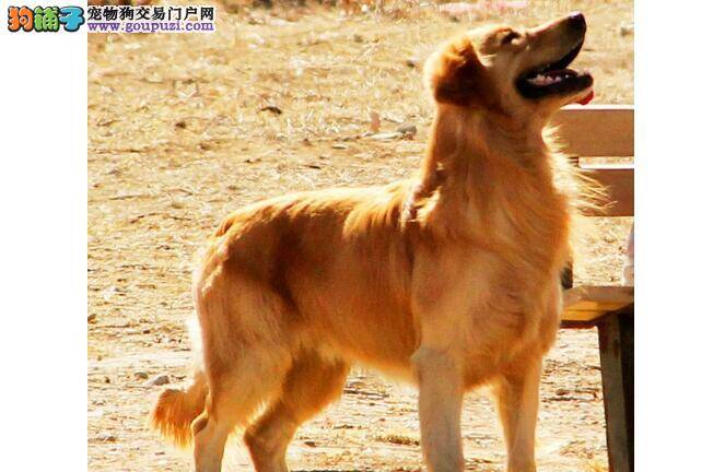 培养金毛犬好的饮食习惯  爱犬乖乖哒