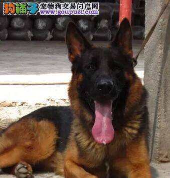 德国牧羊犬一直咳嗽还便秘 求解答