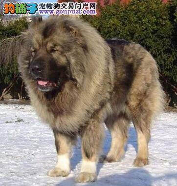快乐进餐法 如何能让多只高加索犬和平进餐
