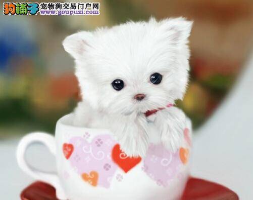 饲养速查手册 茶杯犬驱虫后吐了没事吧