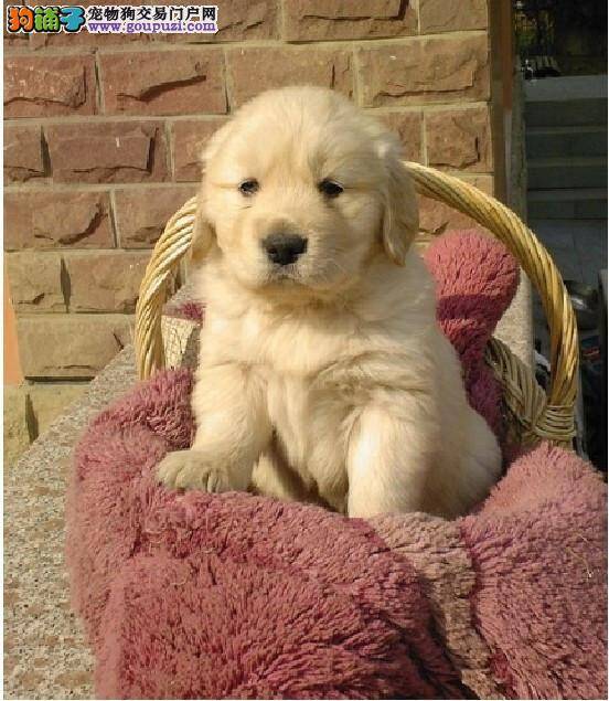 金毛犬昨天开始腹泻 急求好方法