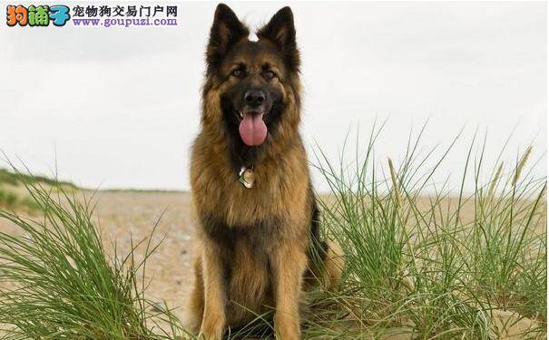 德国牧羊犬训练方法及技巧 如何训练德牧坐下