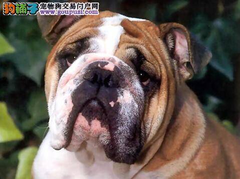 饲养幼龄斗牛犬 主人应该怎样去管理