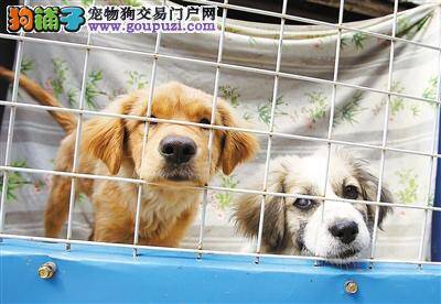 流浪犬变校犬，协助学校警卫维护治安