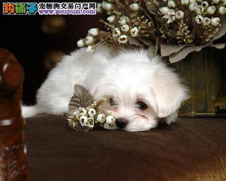 改陋习需对症 如何改正比熊犬乱叫的恶习