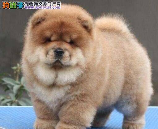 松狮犬拉绿色的便便吃什么药好