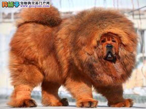 带藏獒游泳和洗澡时突遇状况应怎样解决