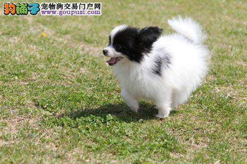 蝴蝶犬饭后突然没精神，没食欲是为什么